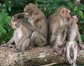 Pig-tailed Macaques