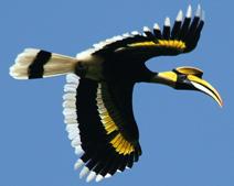 Great Hornbill