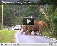 Video of Elephants