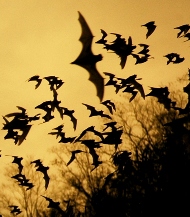 Bats at Sunset