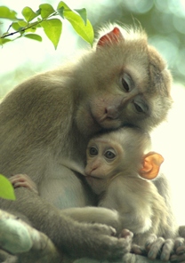 Bless international Dusky Leaf Monkey Mother With Baby, Khao Sam Roi Yot  National Park, Thailand Framed On Framed Canvas Print - Wayfair Canada